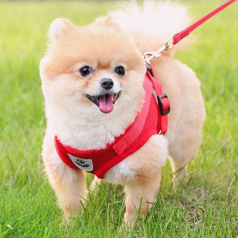 Vest-style Dog Leash Small Dog Pet Chest Harness Teddy Pomeranian Out Walking Dog Rope Dog Leash