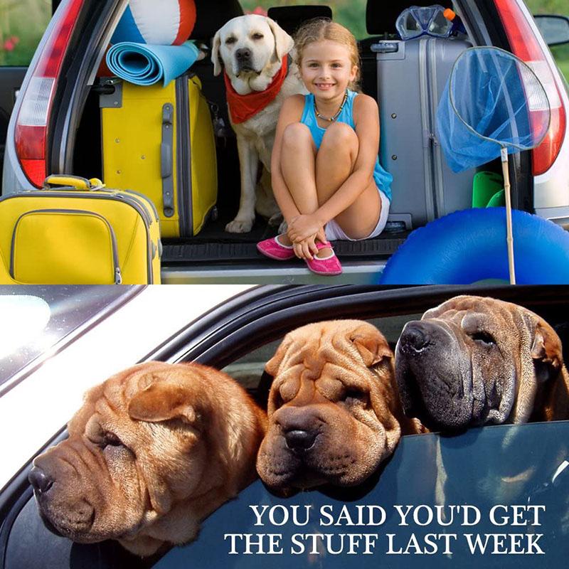 Adjustable dog safety car harness, dog seat belt-durable car dog seat belt-dog car seat belt, large dog, medium and small dog seat belt