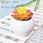Desktop Decorations Mini Potted Ornaments Creative Simulation Succulents Bonsai Ceramic Pots Succulent