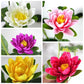 Artificial Lotus Artificial Flowers Decorative Flowers for Home Decoration