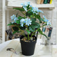 Plastic Flower Silk Flower Artificial Flower Furnishings Living Room Table Decoration Floristry Plant  Small Potted Bonsai Floor Decoration