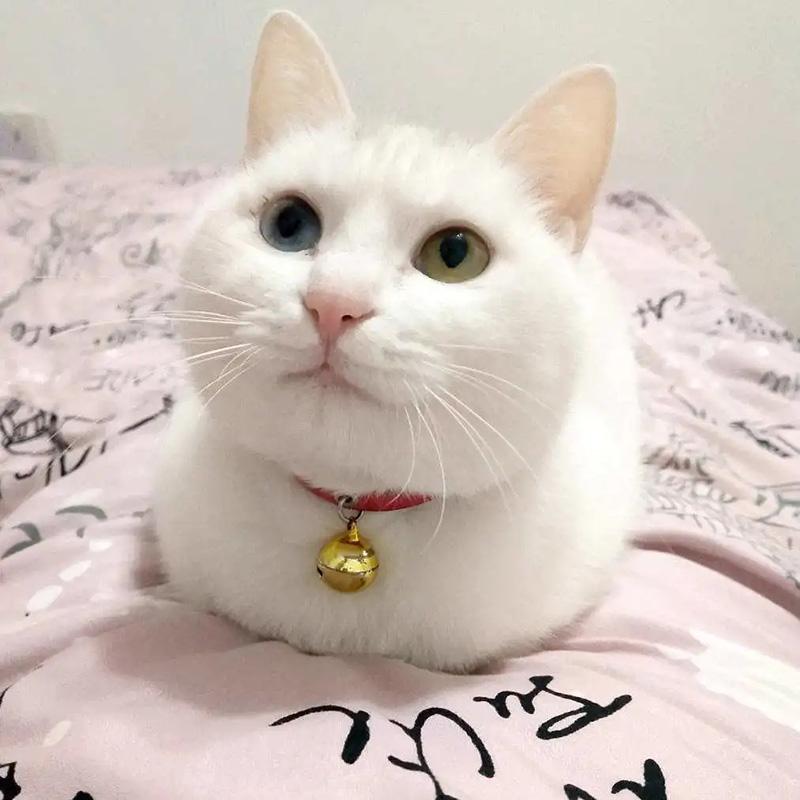 Pet Dog Bell Collar Cat Collar Classic PU Leather Solid Bell Necklace Accessories Small Dog Teddy Puppy Kitten Collar Adjustable Size Collar Neckwear