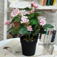Plastic Flower Silk Flower Artificial Flower Furnishings Living Room Table Decoration Floristry Plant  Small Potted Bonsai Floor Decoration